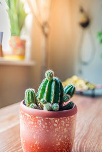Cactus in a pot on a table