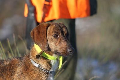 Close-up of a dog looking away