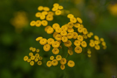 Close-up of yellow flowering plant