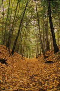 Trees growing in forest during autumn