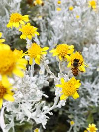 Close-up of bee pollinating on yellow flower