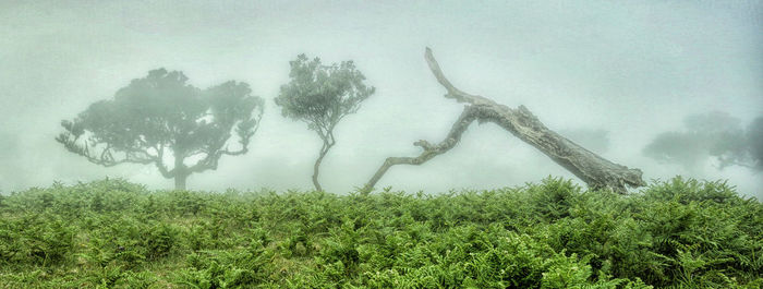 Low angle view of trees against sky