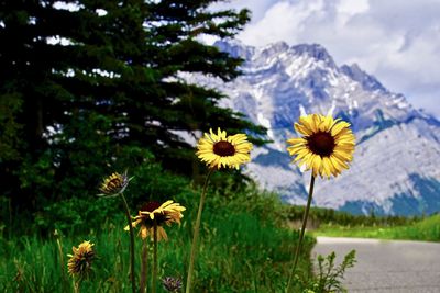 Close-up of yellow flowering plants against sky