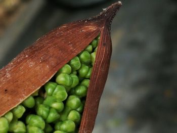 Close-up of calla lily seed pod