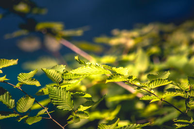 Close-up of fresh green leaves against sky