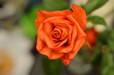 Close-up of red rose