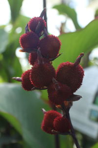 Close-up of red flower growing on tree