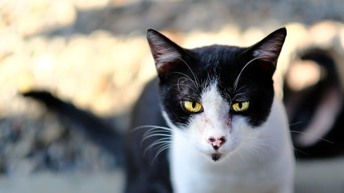 Close-up portrait of black cat