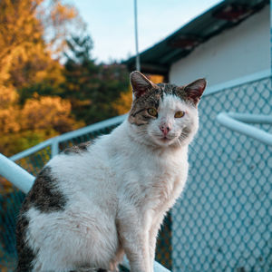 Close-up portrait of a cat