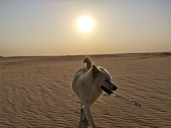 View of a horse on the beach