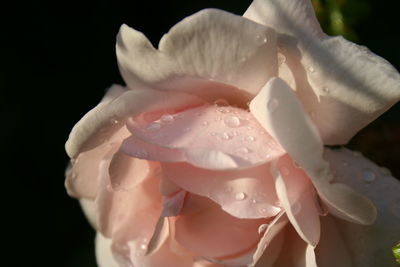 Close-up of rose blooming