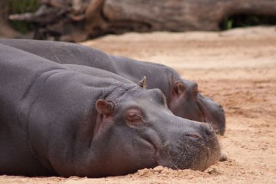 Hippopotamus relaxing on ground