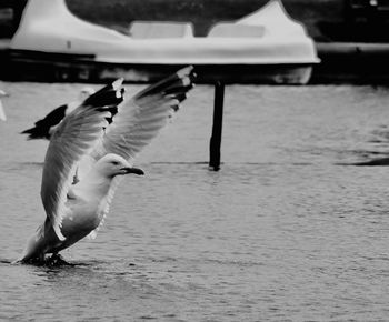 Swan on shore