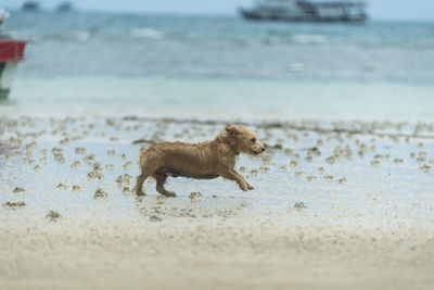 Side view of an animal running on beach