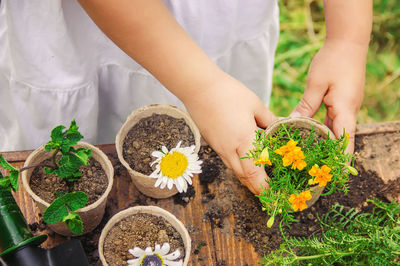 Midsection of woman picking flowers