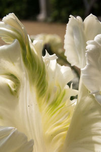 Close-up of white flowering plant