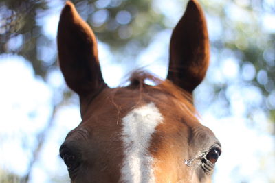 Half head of brown horse, eyes and ears with unfocused background