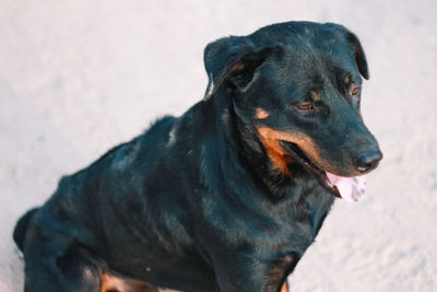 High angle view of dog looking away