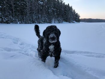 Dog on snow field during winter