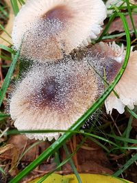Close-up of fresh flower with water drops