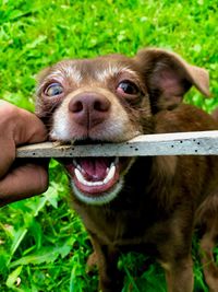 Dog with hand on grass