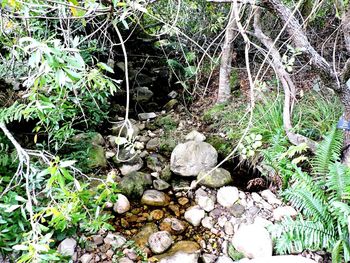 Plants growing in forest