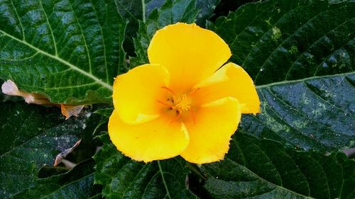 Close-up of yellow flower growing in garden
