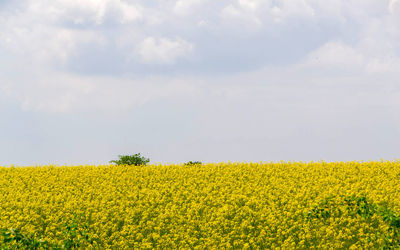 Scenic view of oilseed rape field against sky