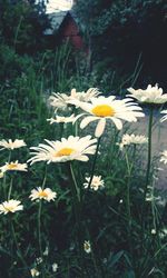 Close-up of yellow cosmos flowers blooming on field