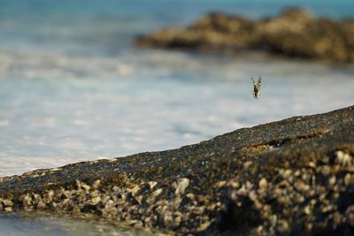 View of crab on rock at beach