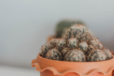 Close-up of hand holding cactus flower pot