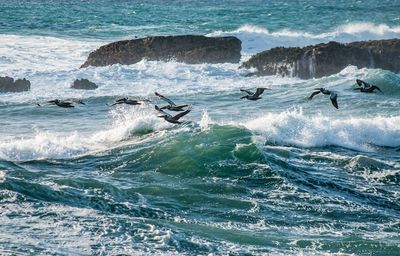 Birds flying over sea