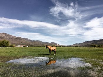 Horse standing in a field