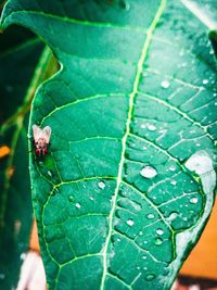 Close-up of leaf