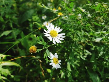 Close-up of white flowering plant