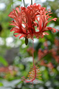 Close-up of red flowers