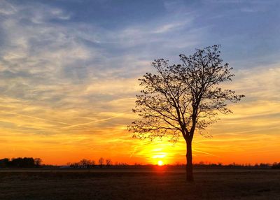 Silhouette of tree at sunset