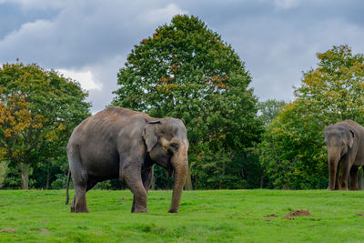 Elephants standing on field against sky