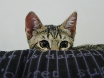 Close-up portrait of cat