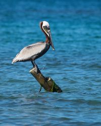 Bird perching on a lake