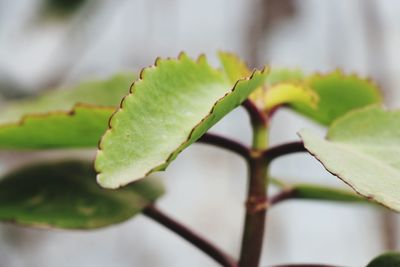 Close-up of fresh green leaves