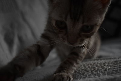 Close-up portrait of kitten