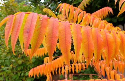 Close-up of orange flowering plants