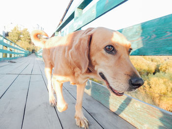 Portrait of dog looking away