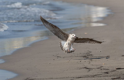 Seagull flying over beach