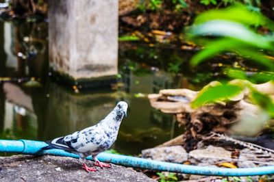Bird perching on retaining wall