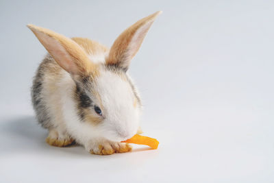 Close-up of a rabbit eating over white background