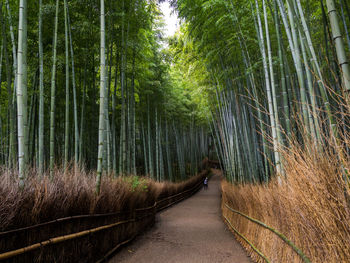 Footpath amidst trees in forest