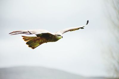 Low angle view of bird flying