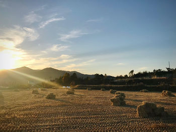 Scenic view of agricultural field against sky during sunset